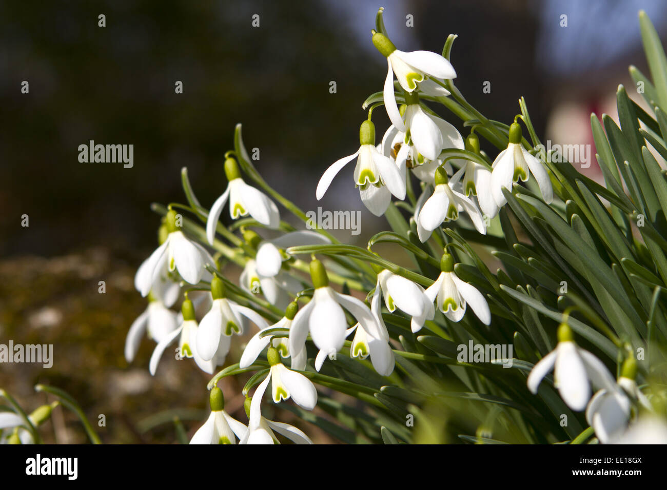 Frühlingsboten, blühende Schneeglöckchen, Galanthus nivalis Stock Photo