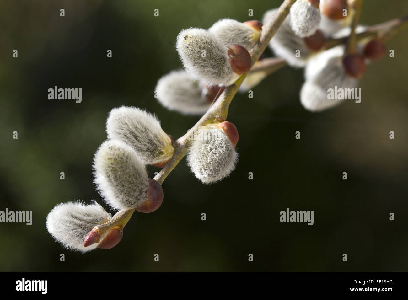Nahaufnahme von blühenden Weidenkätzchen, Salweide, Salix caprea Stock Photo