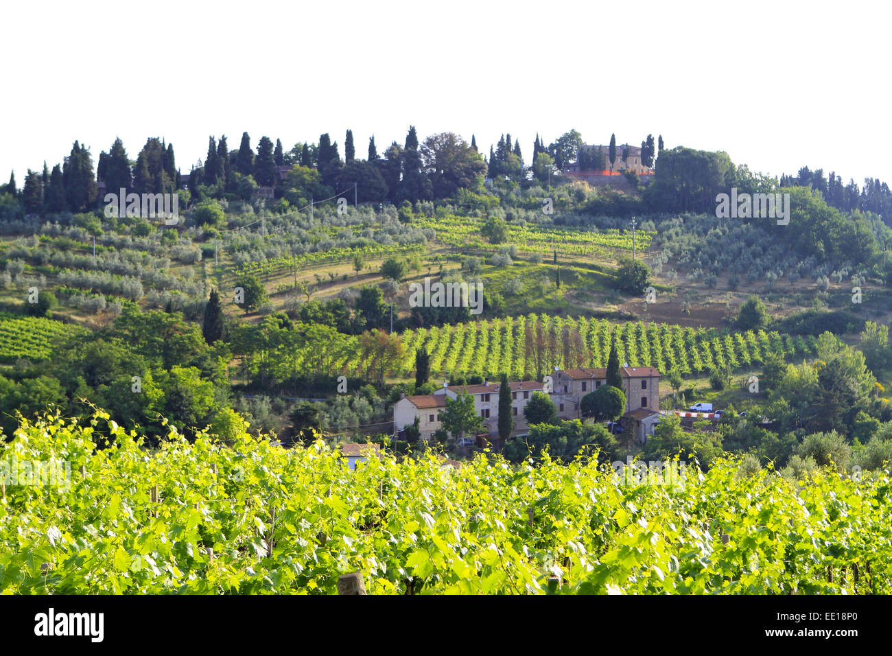 Weinberg in der Toskana, Italien, Vineyard in Tuscany, Italy, tuscany, vineyard, vineyards, landscape, geography, tourism, trave Stock Photo