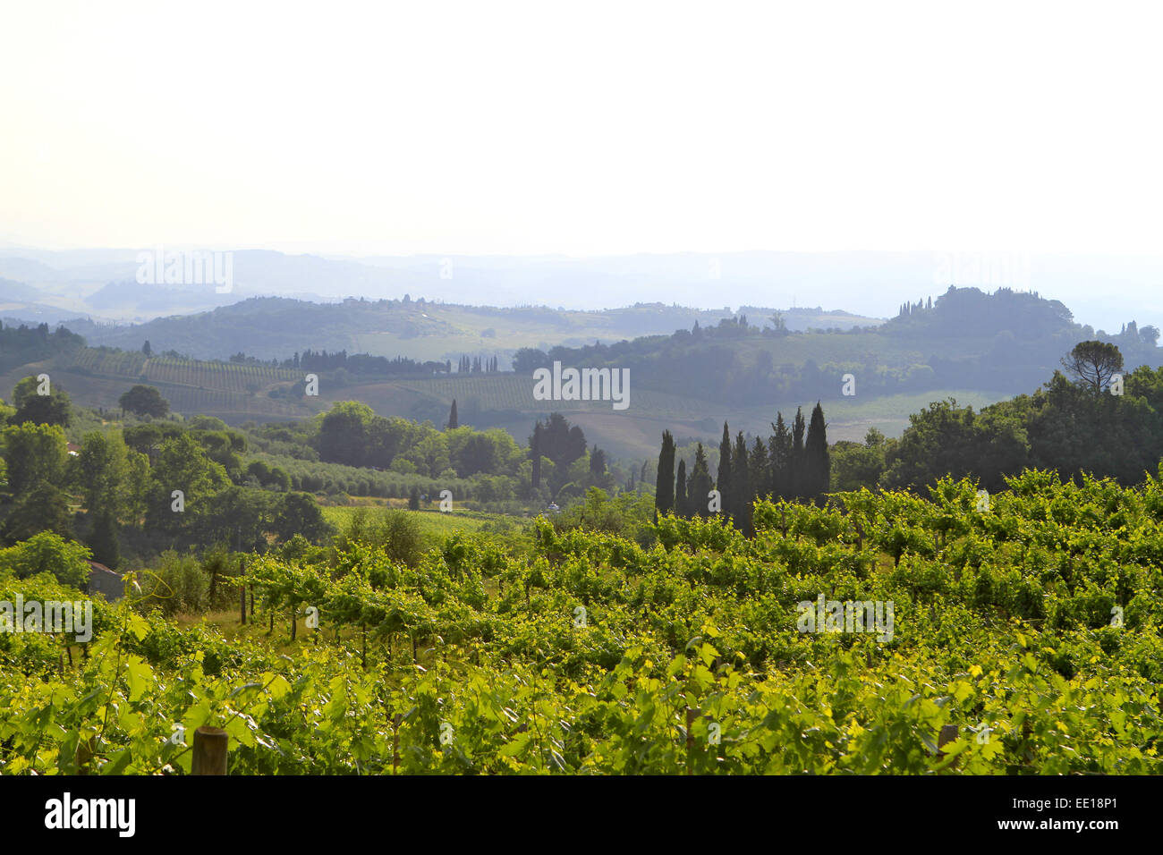 Weinberg in der Toskana, Italien, Vineyard in Tuscany, Italy, tuscany, vineyard, vineyards, landscape, geography, tourism, trave Stock Photo