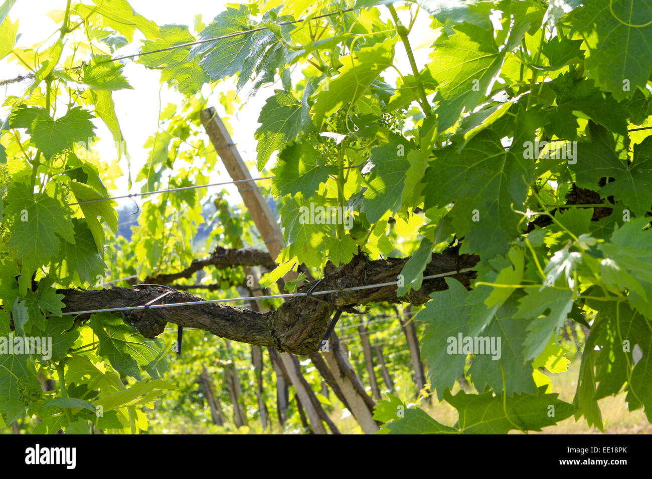 Weinanbau in der Toskana, Italien, San Gimignano, Vineyards in Tuscany, Italy, wine, wine-growing, region, viticulture, vineyard Stock Photo