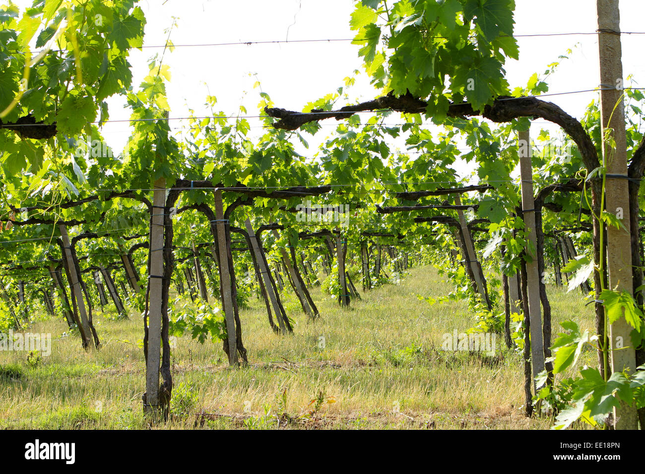 Weinanbau in der Toskana, Italien, San Gimignano, Vineyards in Tuscany, Italy, wine, wine-growing, region, viticulture, vineyard Stock Photo