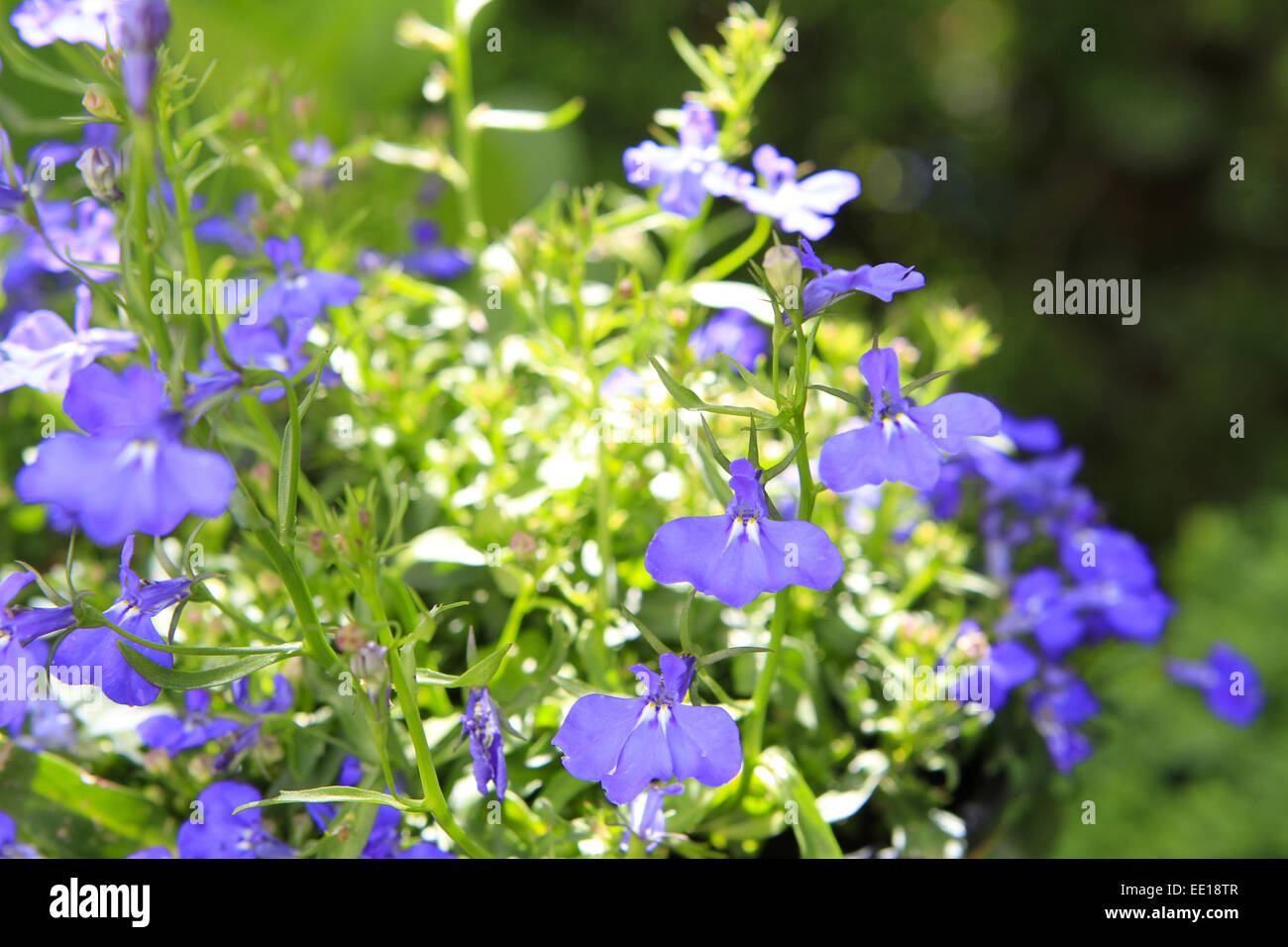 Blühende Gartenblumen, Männertreu, Lobelia, Blooming garden flowers, flowers, flower, campanulaceae, garden, plant, balcony, blu Stock Photo