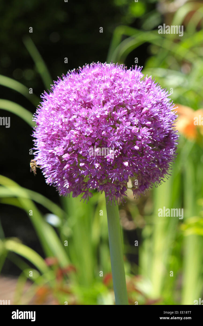 Blüte einer Zierzwiebel (Allium nigrum), Flower of a decorative onion Allium nigrum, allium, nigrum, bloom, blooming, blossom, b Stock Photo