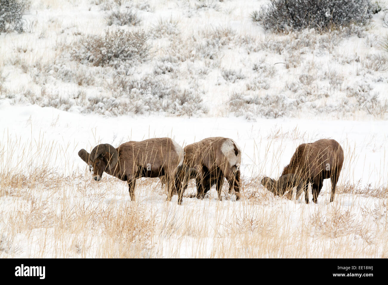 Group Of Rams High Resolution Stock Photography and Images - Alamy