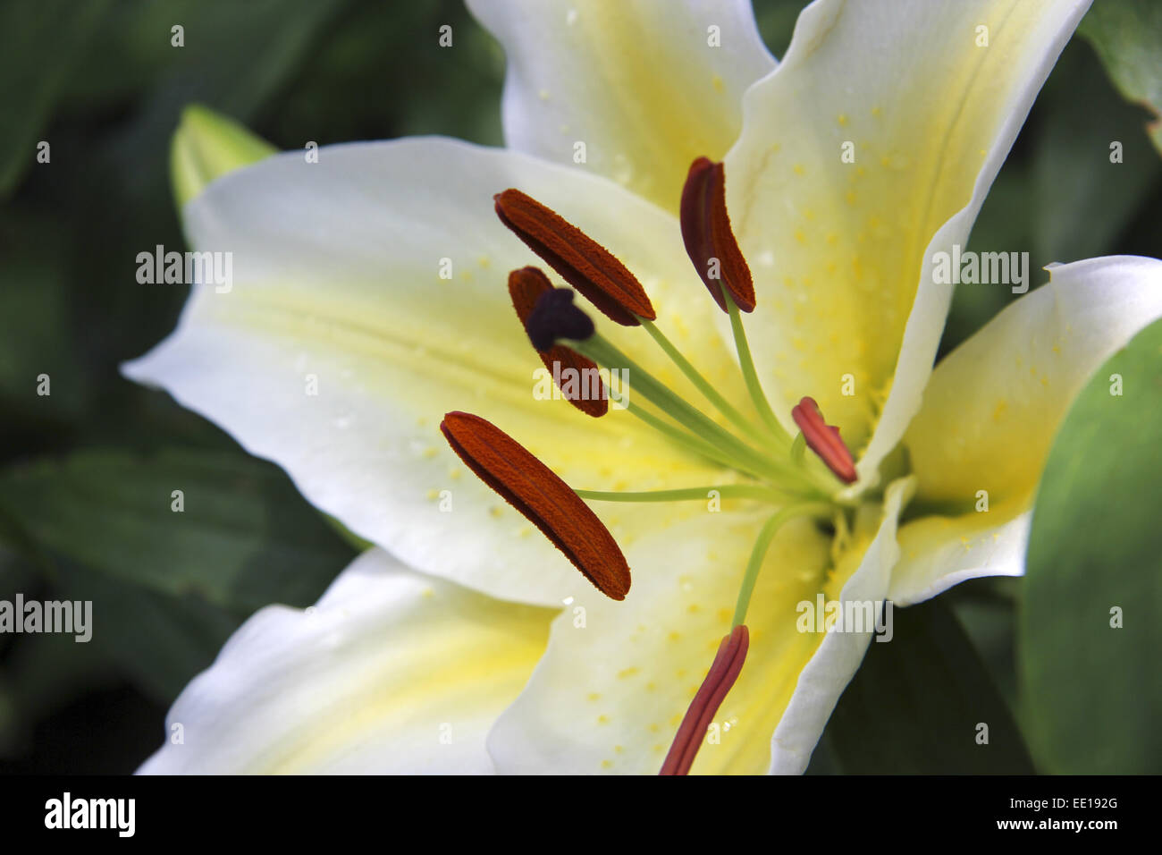 Weisse Königslilie, Lilium Regale, White lily, flower, bloom, royal lily, cilium regale, botany, closeup, detail, nature, plant, Stock Photo