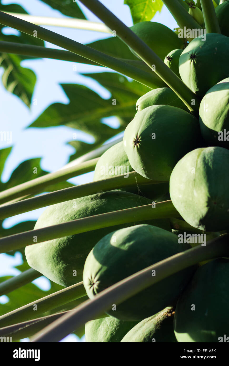 An Papaya tree in morning light Stock Photo Alamy
