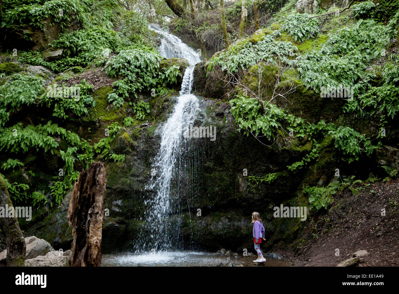 Young girl looking up at Arroyo de San Jose Waterfall, Novato, California, USA Stock Photo