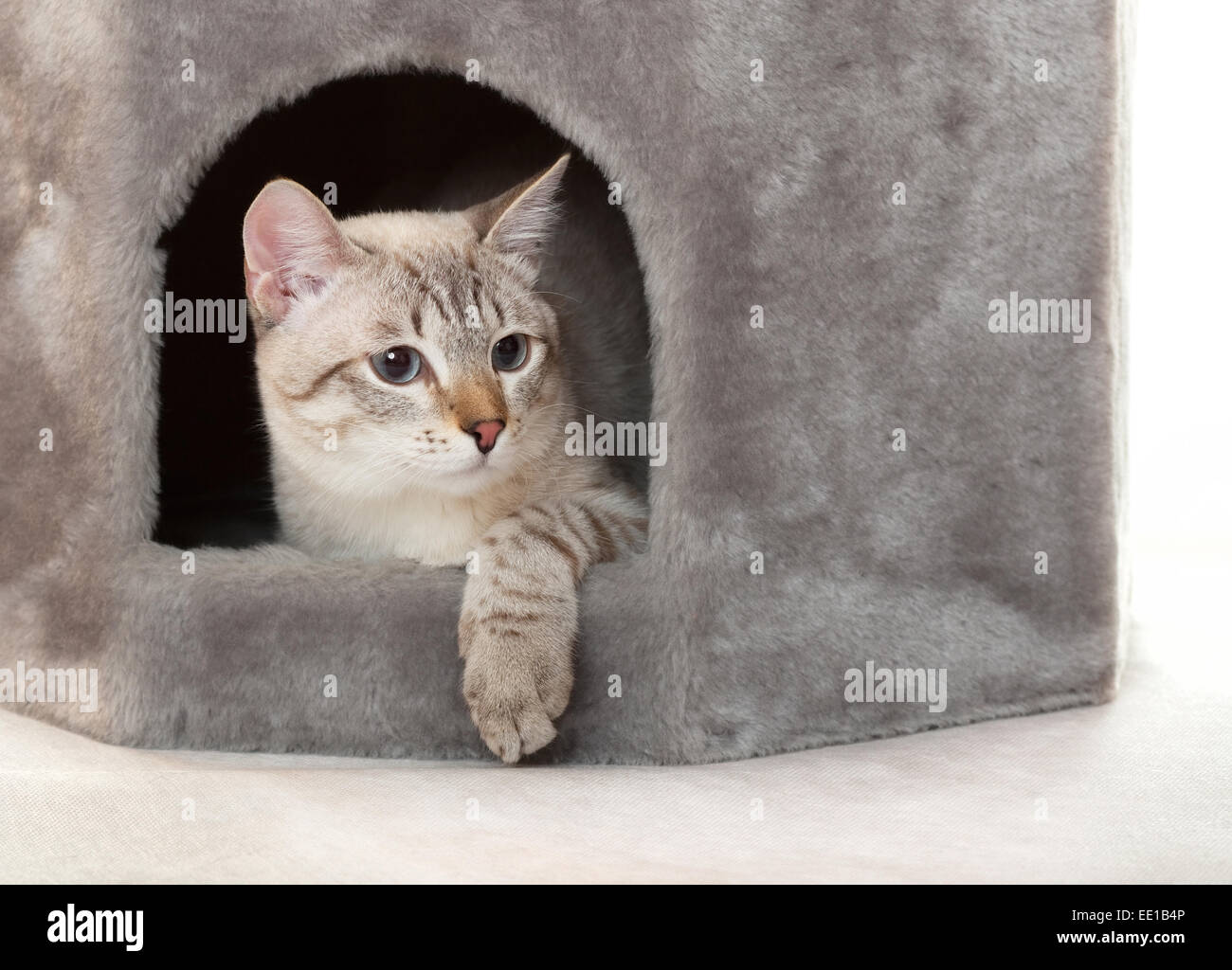 cat in the house Stock Photo Alamy