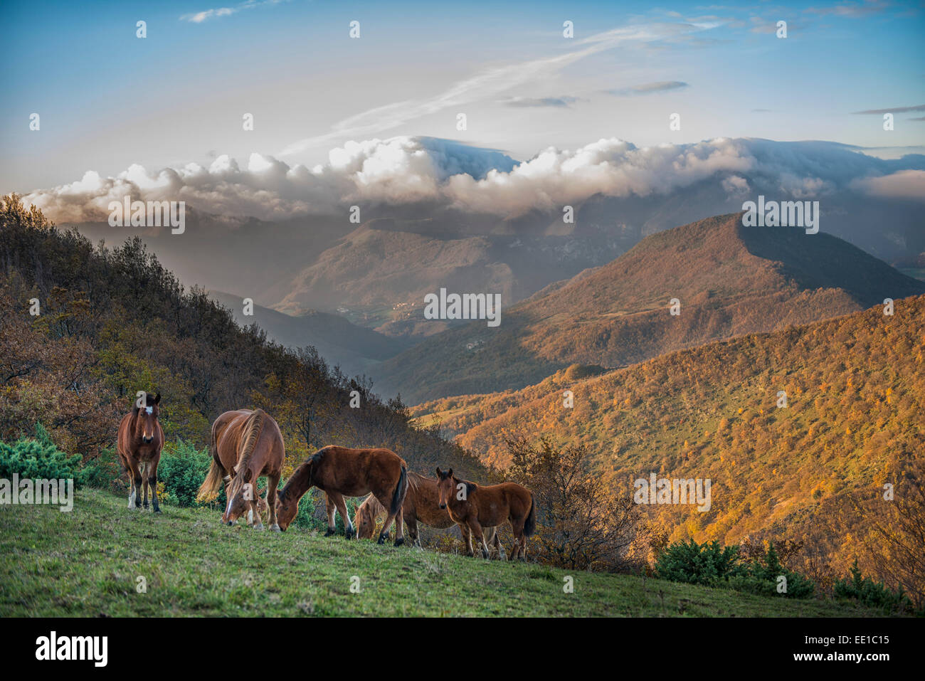 Horses at sunrise on mount Strega, Apennines, Marche, Italy Stock Photo