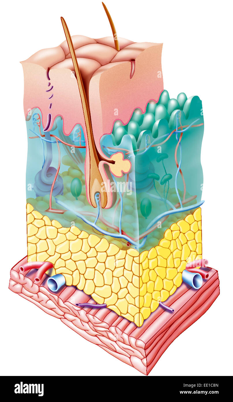 Adipose tissue hires stock photography and images Alamy