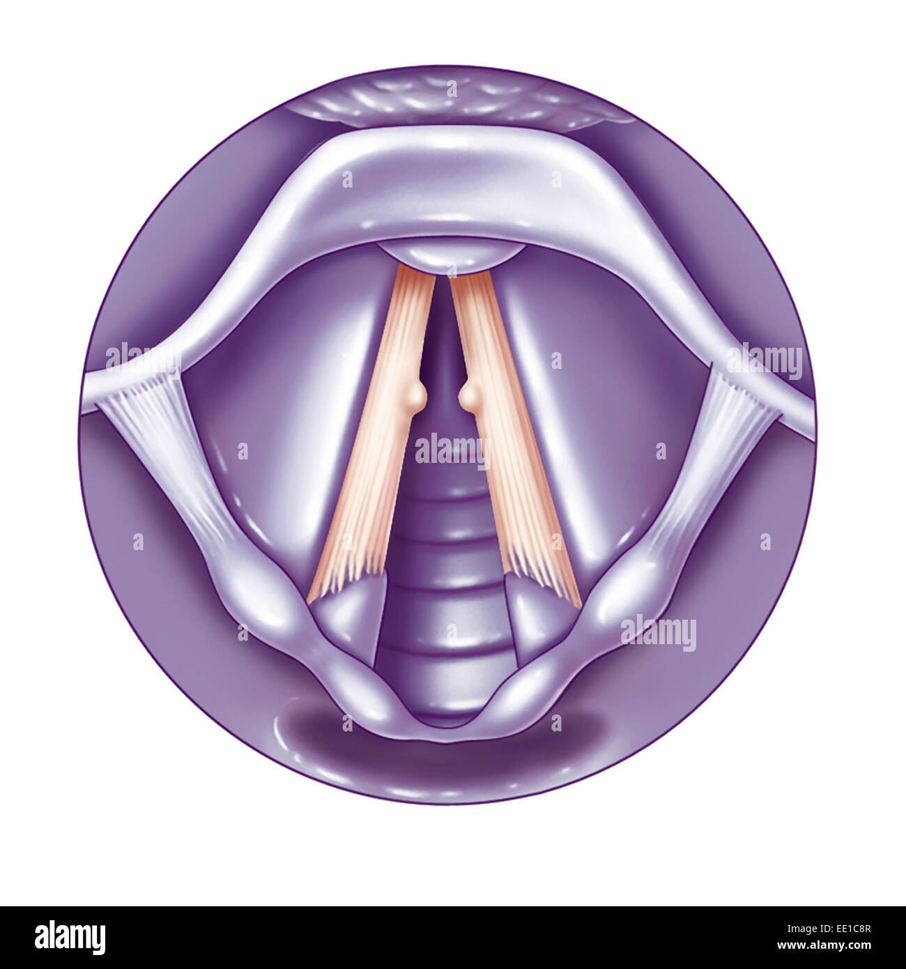 VOCAL CORD, DRAWING Stock Photo