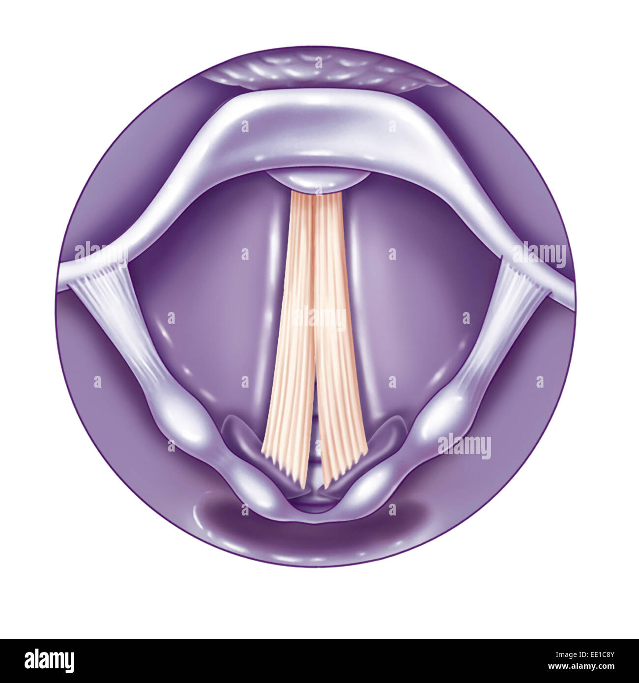 VOCAL CORD, DRAWING Stock Photo