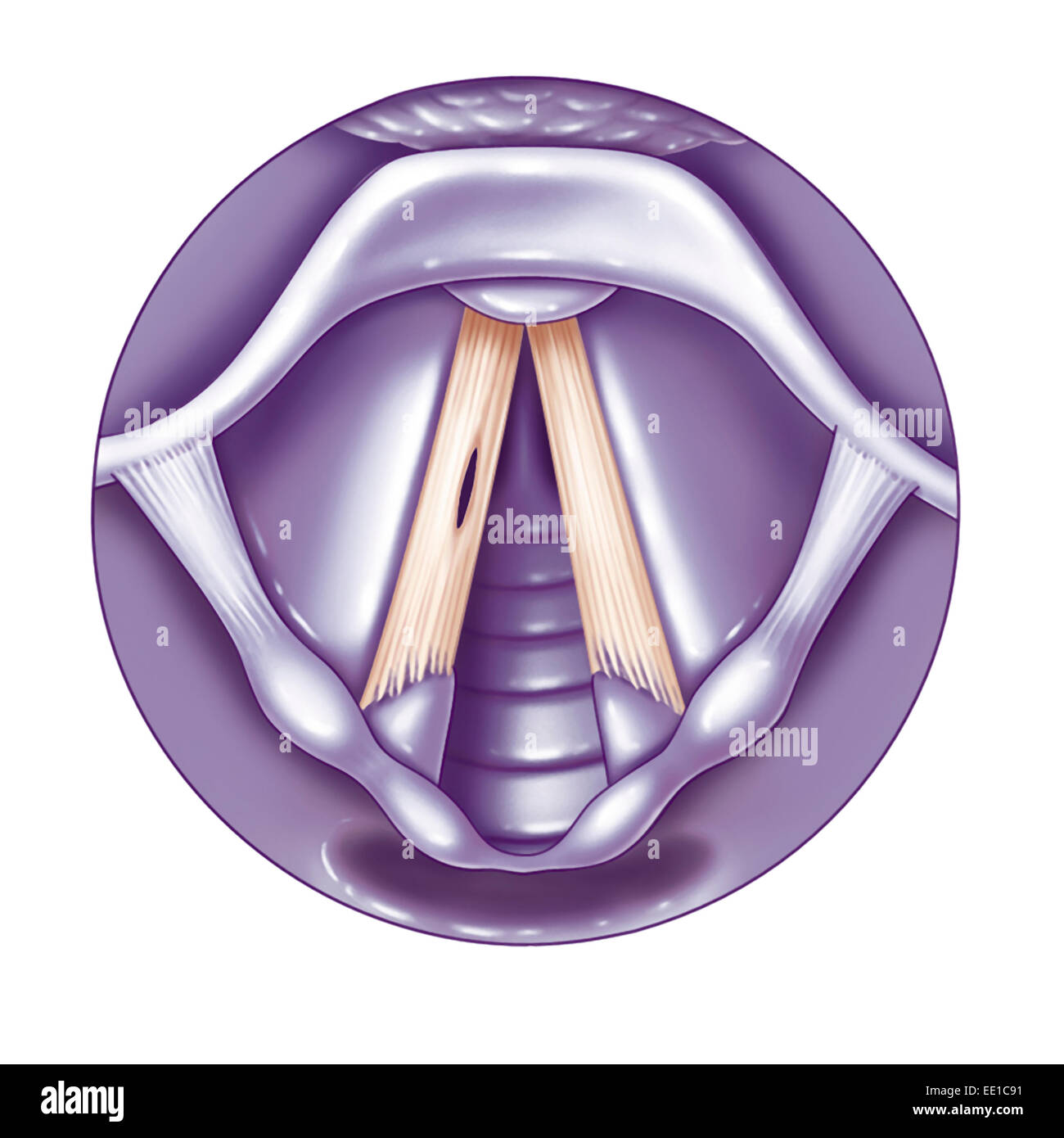 VOCAL CORD, DRAWING Stock Photo