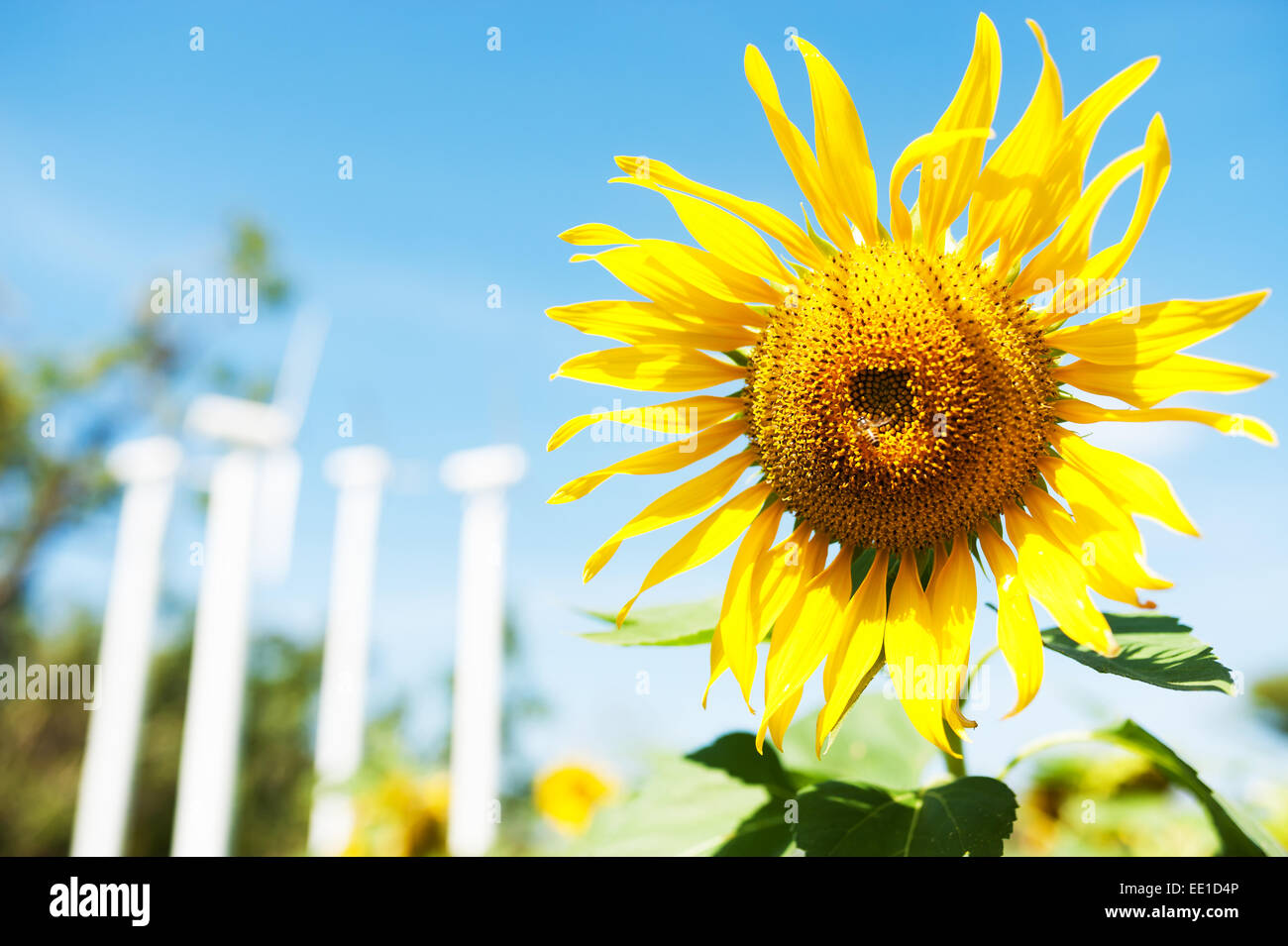 Field of yellow sunflowers in sun light Stock Photo - Alamy