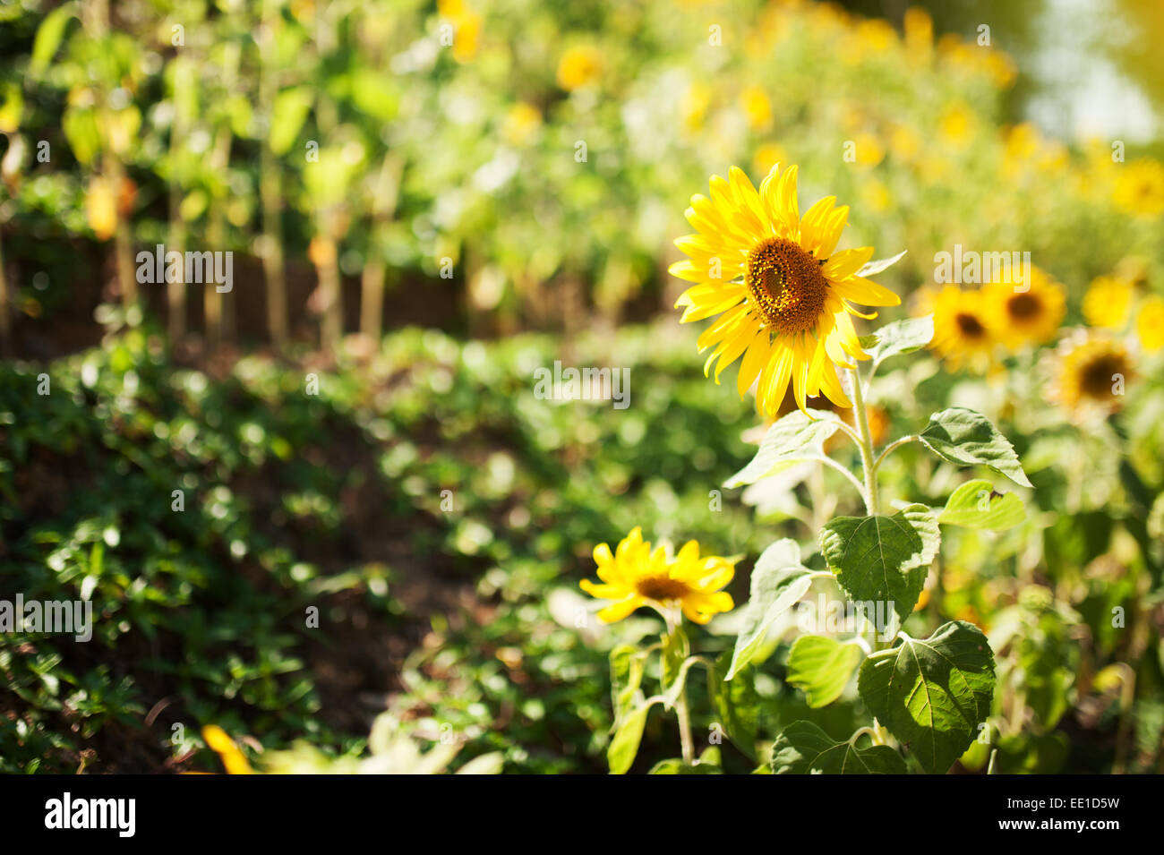Field of yellow sunflowers in sun light Stock Photo - Alamy
