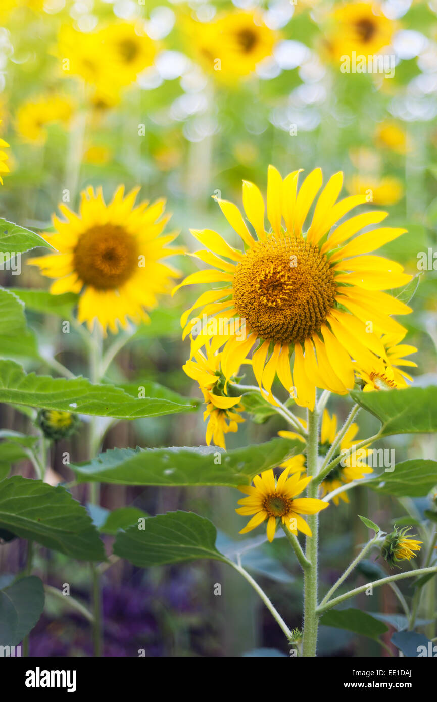 Field of yellow sunflowers in sun light Stock Photo - Alamy