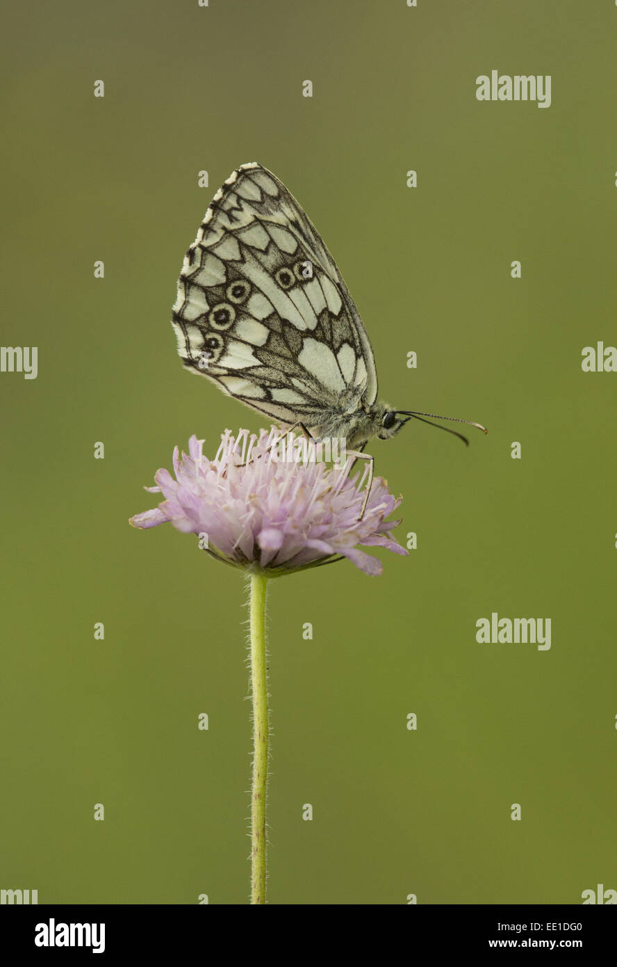 Marbled White (Melanargia galathea forma procida) adult, resting on flower, Bulgaria, July Stock Photo