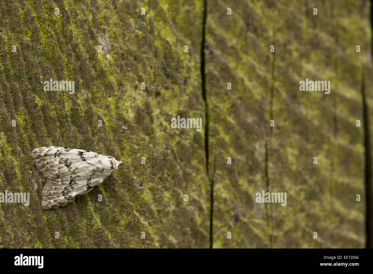 Least Black Arches (Nola confusalis) adult, resting on fencepost, Sheffield, South Yorkshire, England, June Stock Photo