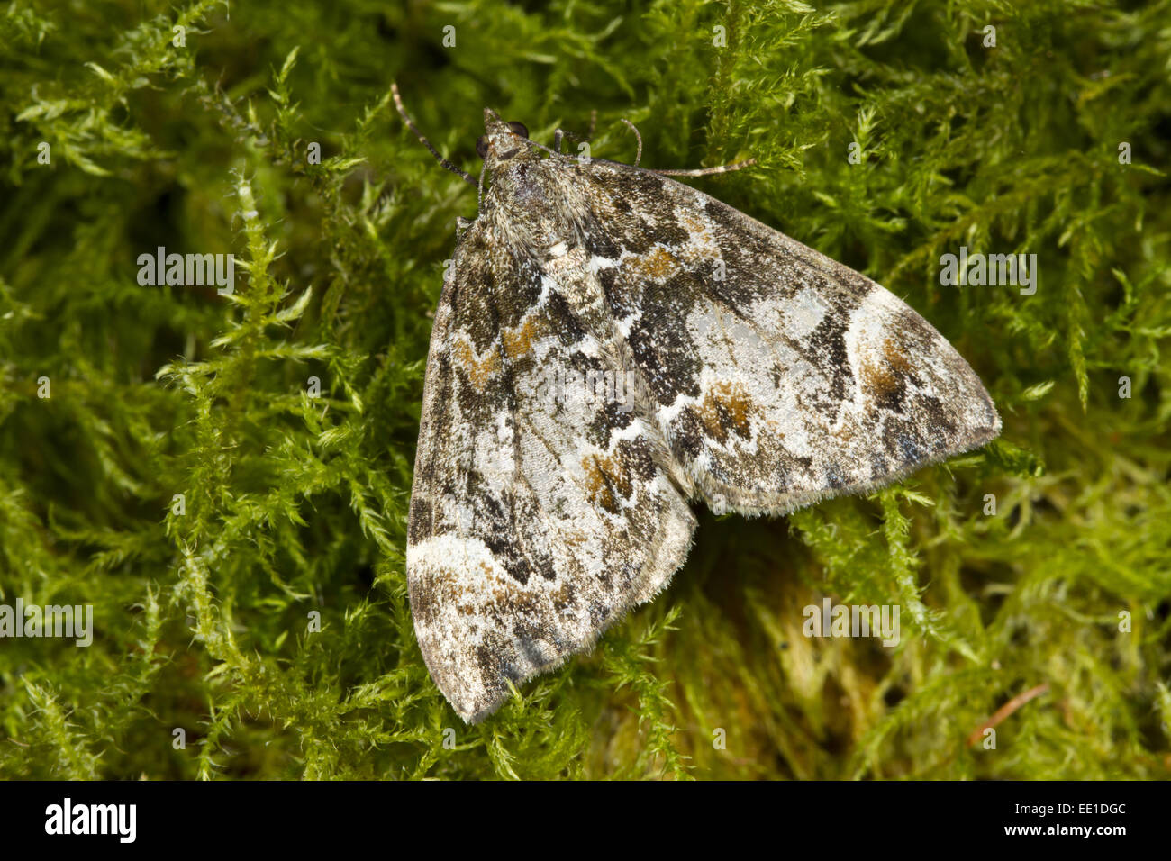 Common Marbled Carpet (Chloroclysta truncata) adult, resting on moss, Powys, Wales, September Stock Photo