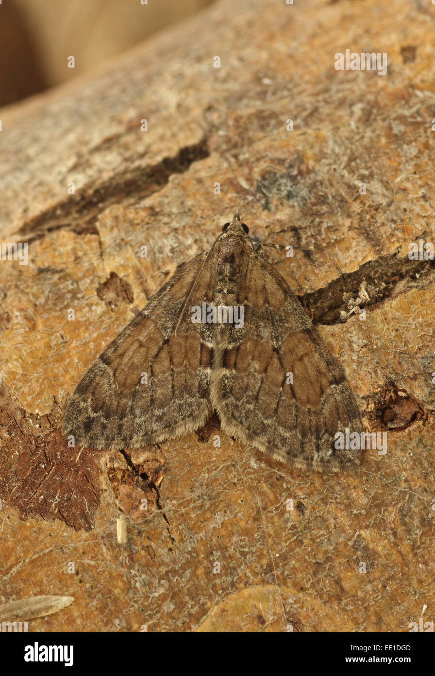 Grey Pine Carpet (Thera obeliscata) adult, resting on branch, Eccles-on-sea, Norfolk, England, September Stock Photo