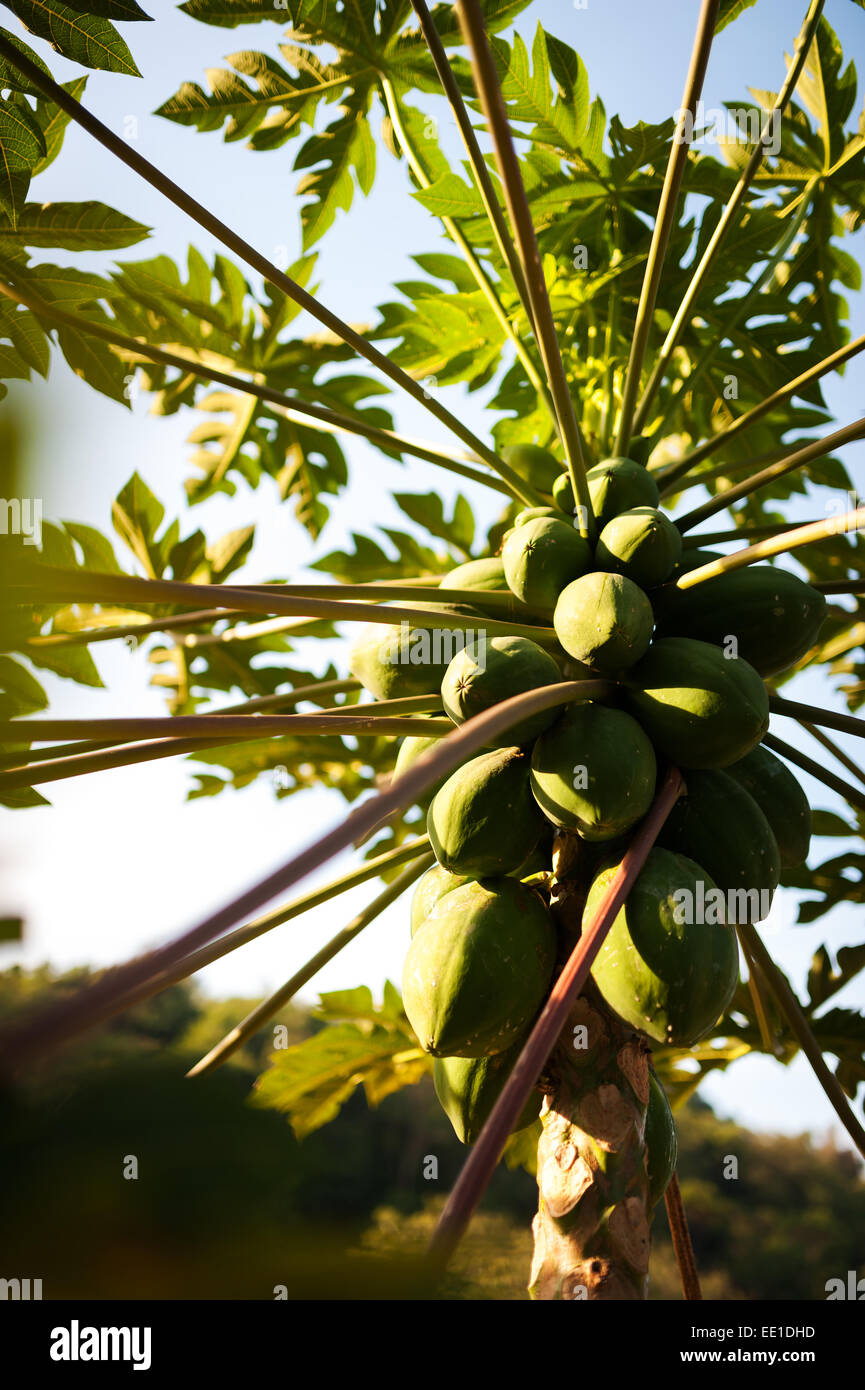 Pawpaw Africa High Resolution Stock Photography and Images Alamy
