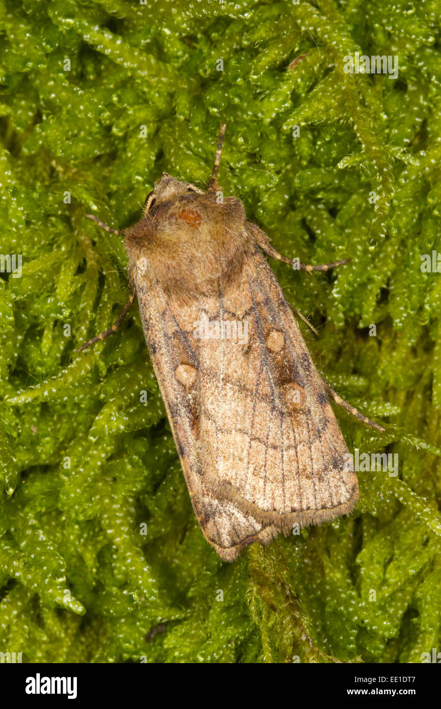 Six-striped Rustic (Xestia sexstrigata) adult, resting on moss, Powys, Wales, July Stock Photo