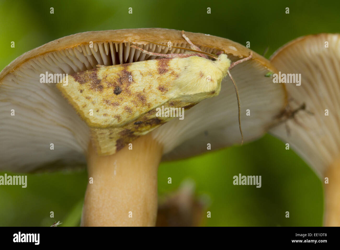 Common Sallow (Xanthia icteritia) adult, resting on fungi, Powys, Wales, September Stock Photo
