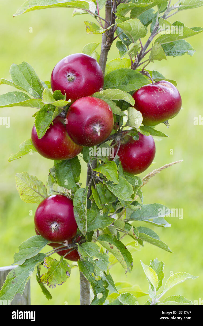 Cultivated Apple (Malus domestica) 'Devonshire Quarrenden', close-up of fruit, on tree in organic orchard, Powys, Wales, August Stock Photo