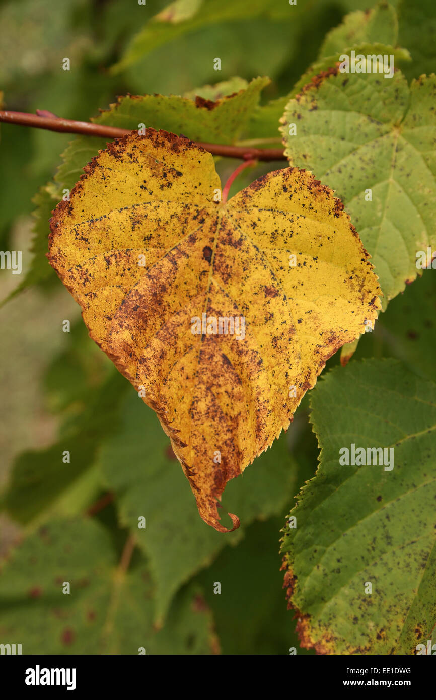 Small-leaved Lime (Tilia cordata) close-up of leaf in autumn colour, growing in woodland, Vicarage Plantation, Mendlesham, Suffolk, England, October Stock Photo