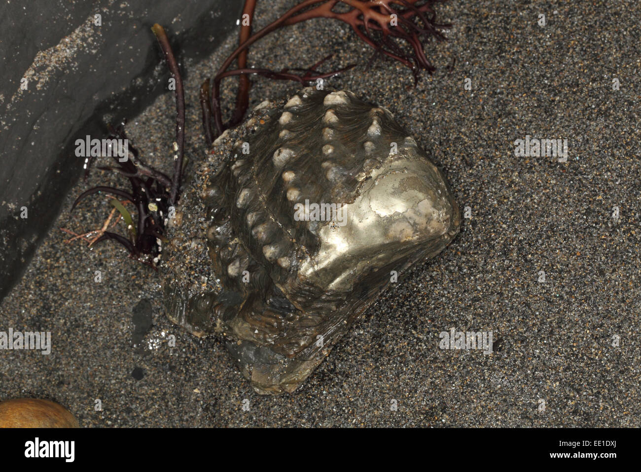 Saltwater Clam (Myophorella sp.) shell fossil, Kimmeridge Bay, Isle of Purbeck, Dorset, England, October Stock Photo