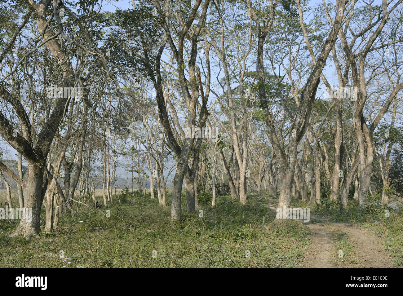 Tropical moist broadleaf forest habitat, Kaziranga N.P., Assam, India, January Stock Photo