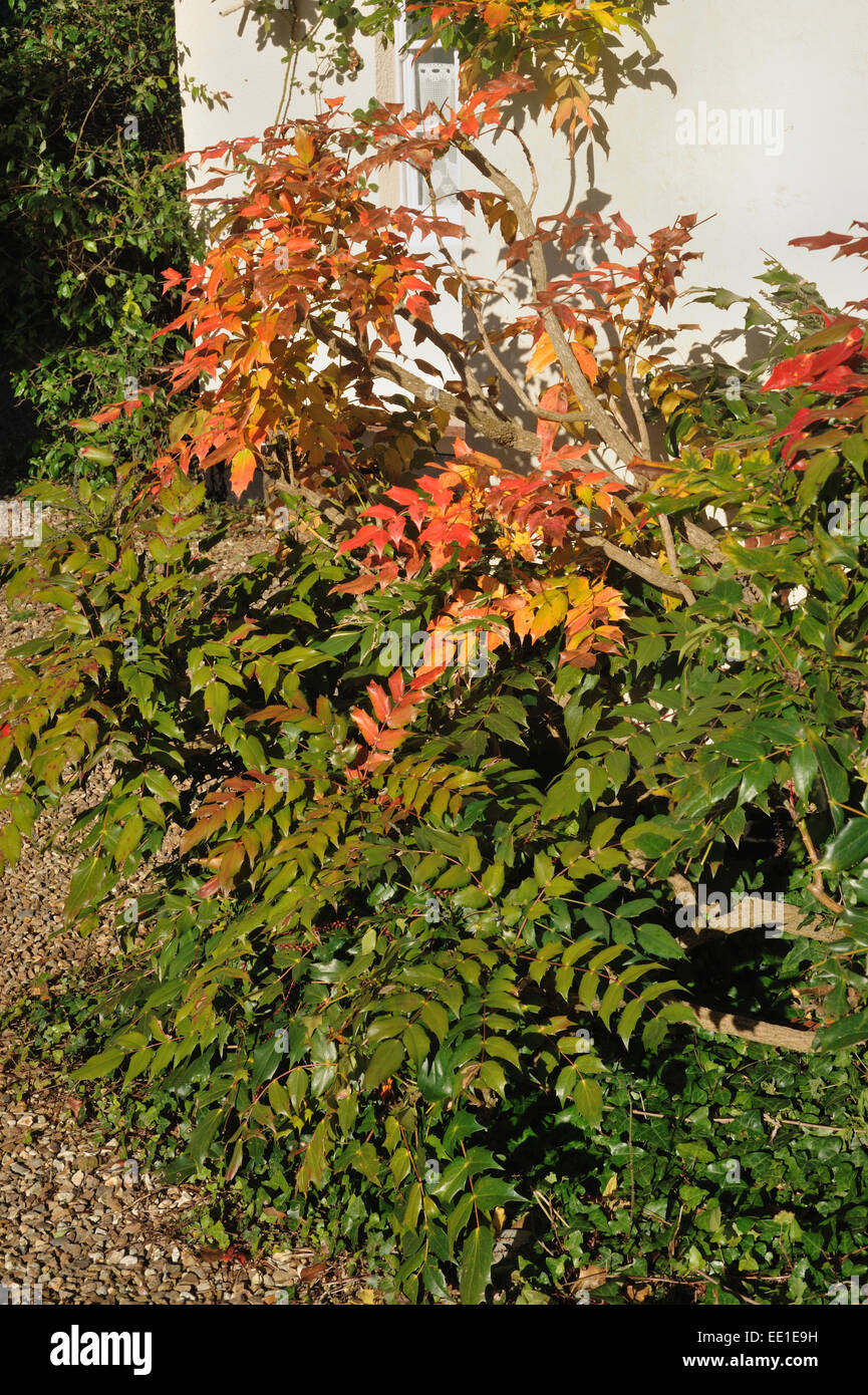Mahonia, Mahonia x media, Autumn reds and yellows on garden shrub Stock Photo