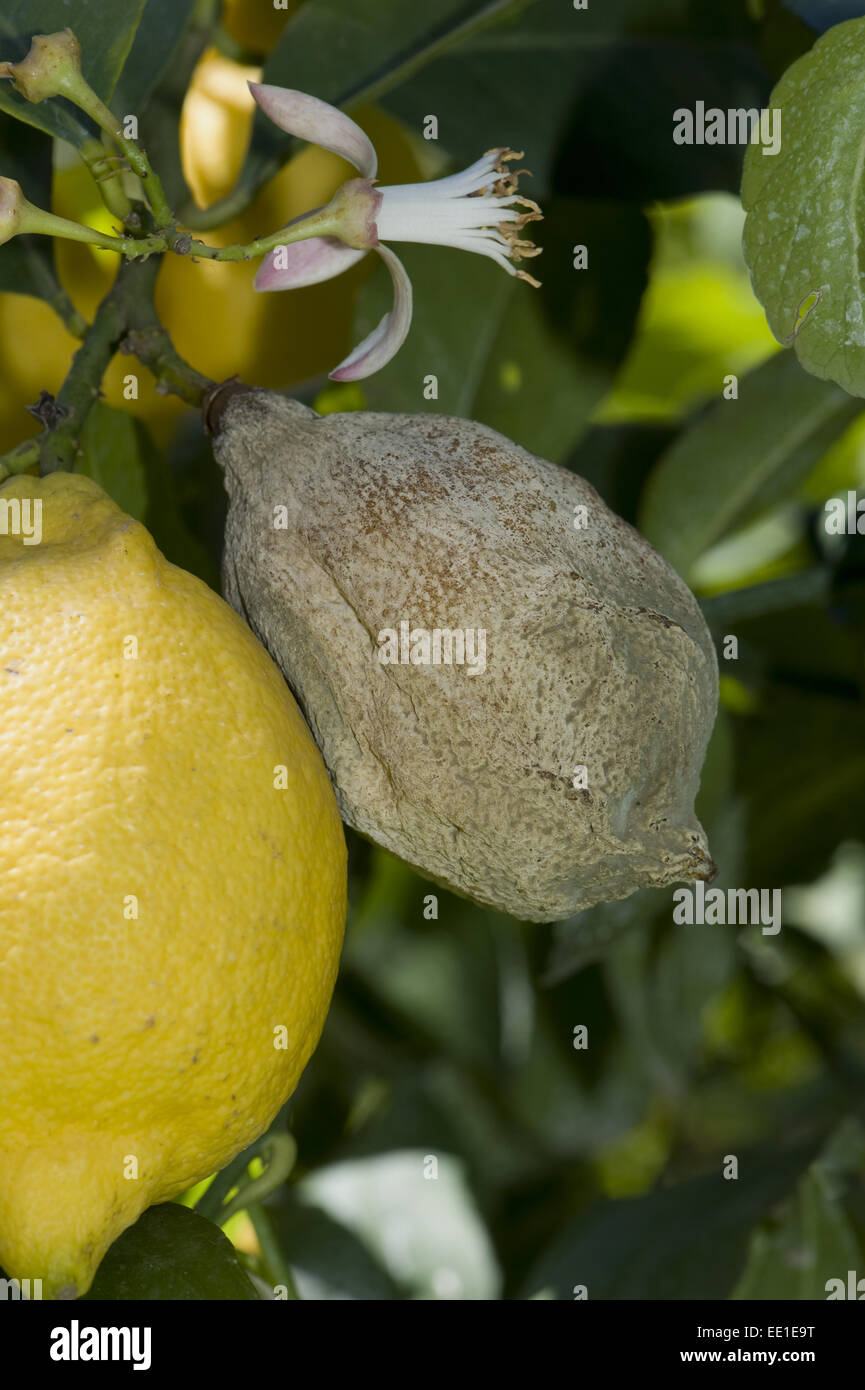 Grey mould, Botrytis cinerea, rotted lemon fruit on the tree, Campania, Italy, May Stock Photo