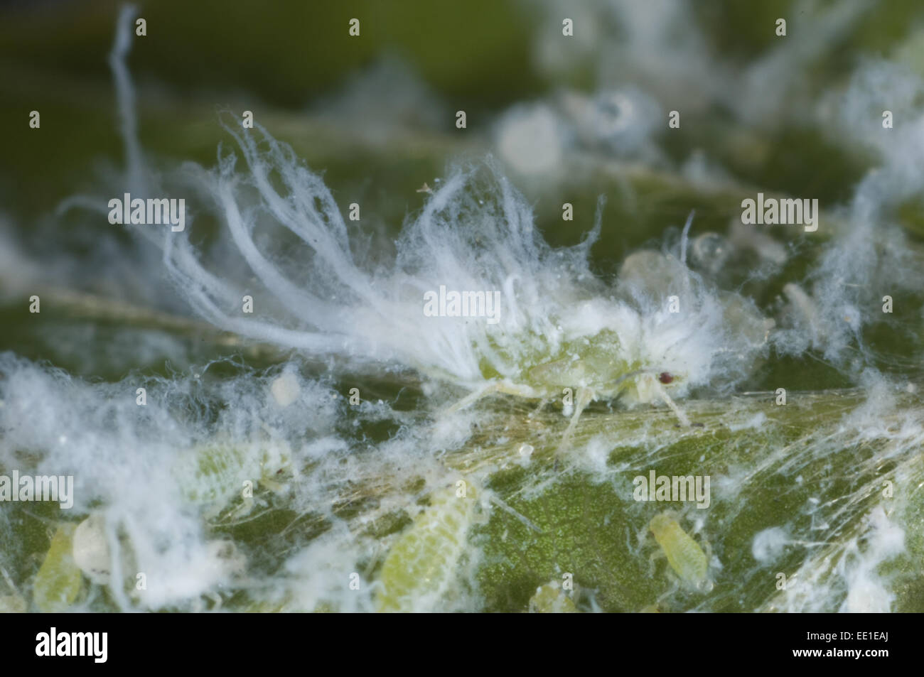 Woolly Beech Aphid, Phyllaphis fagi, colony on underside of young beech hedge leaves Stock Photo