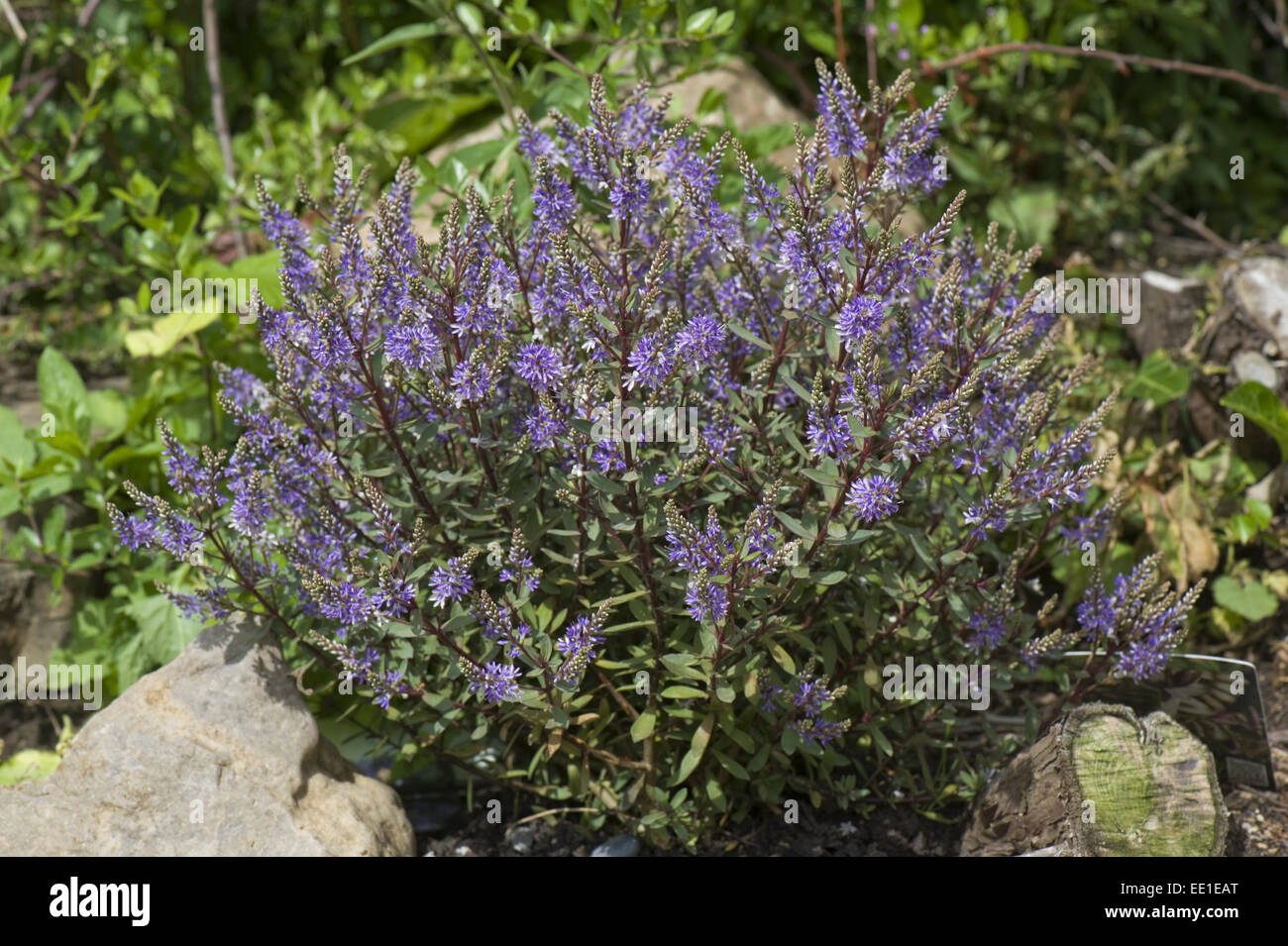 Hebe 'Caledonia' a shrubby veronica hebe flowering on a rockery Stock Photo