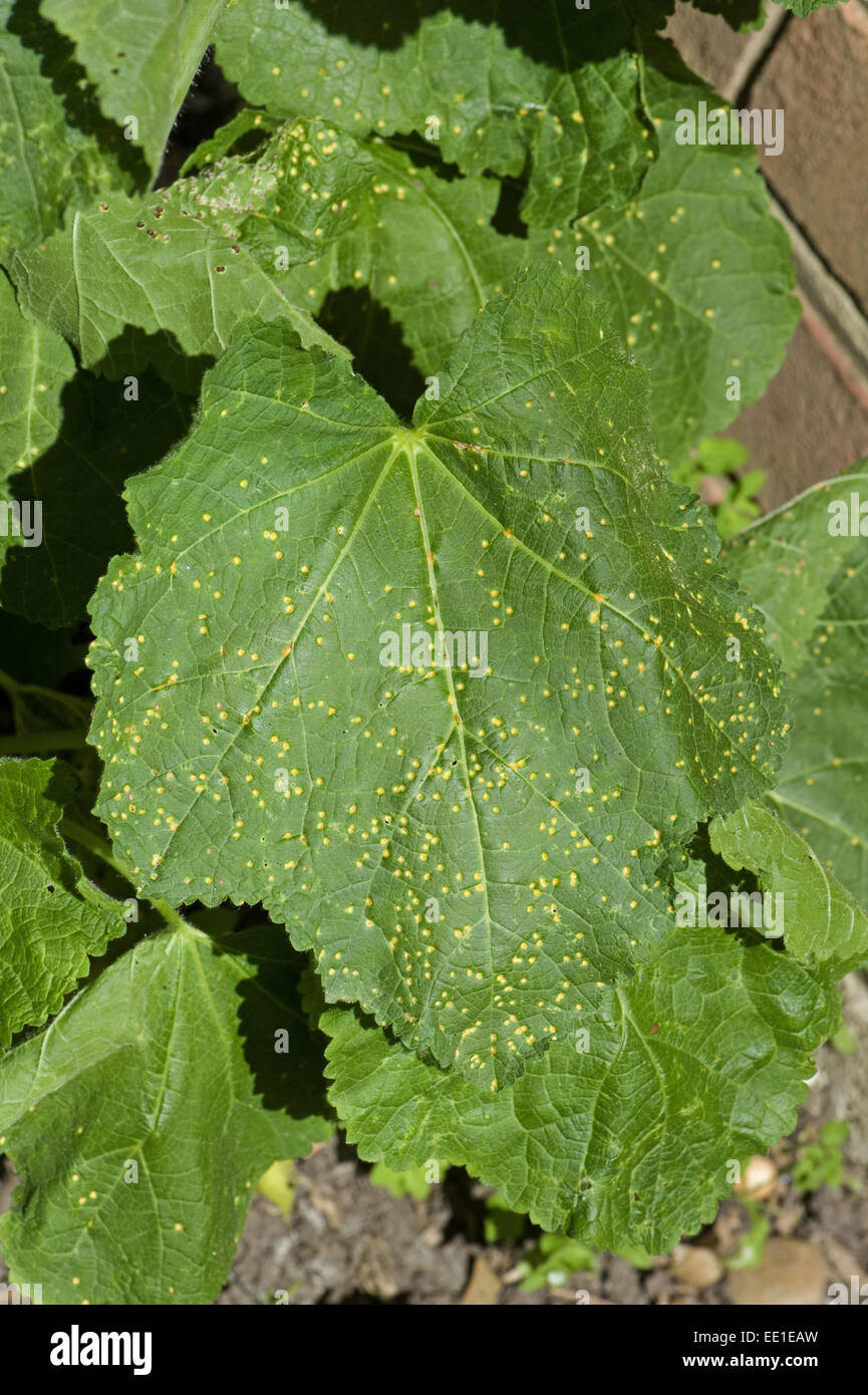 Hollyhock rust, Puccinia malvacearum, early spotting symptoms on the top surface of a hollyhock leaf Stock Photo