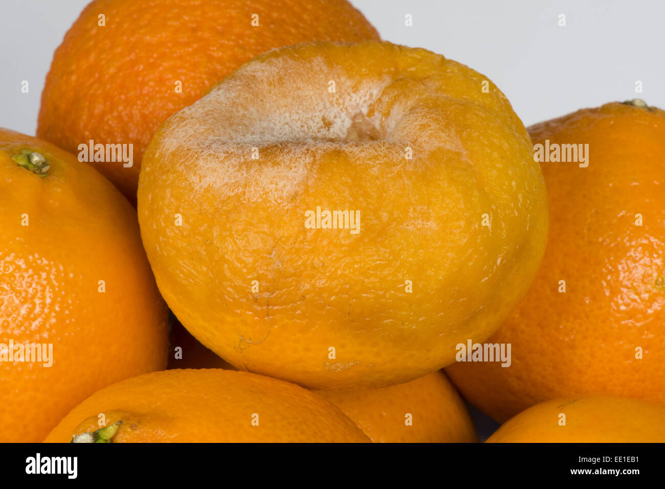 Brown rot, Phytophthora citrophthora, on a tangerine, post-harvest storage  rot Stock Photo - Alamy