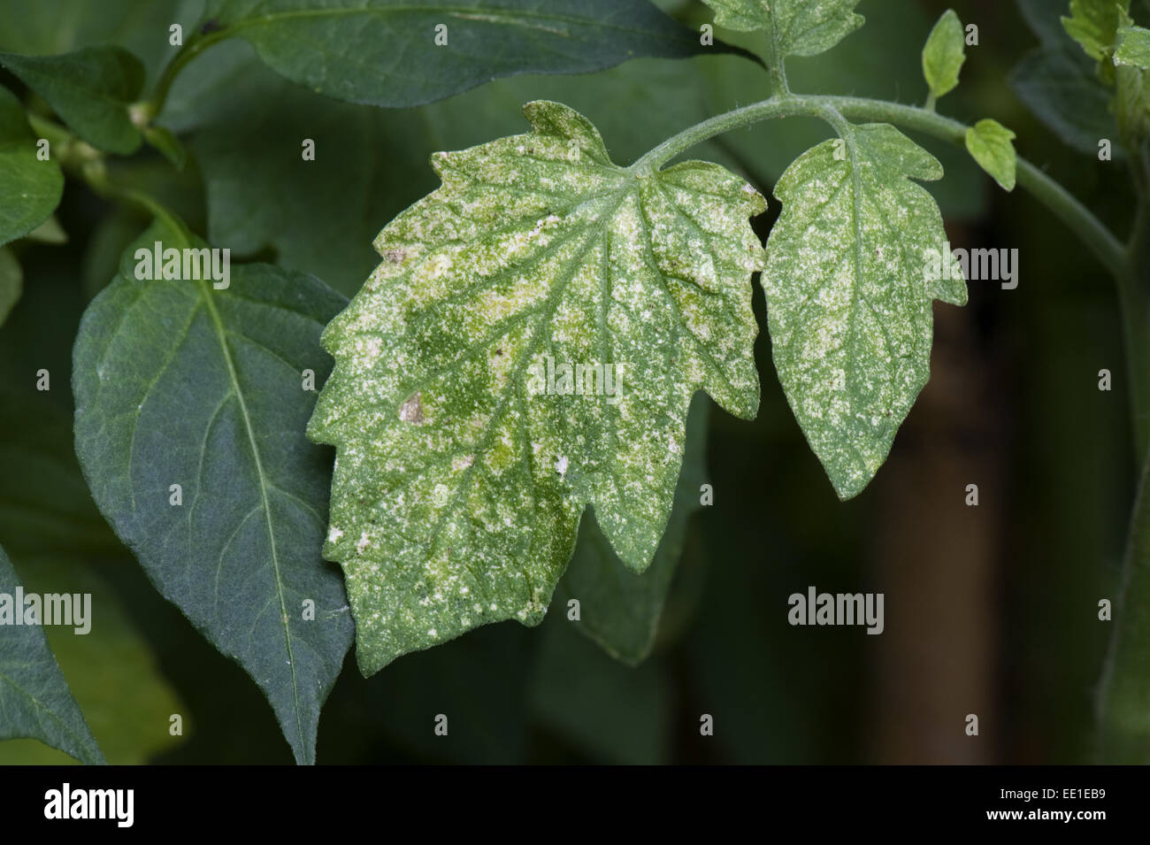 Damage to tomato leaves by two-spotted or red spider mites, Tetranychus urticae in a garden greenhouse Stock Photo