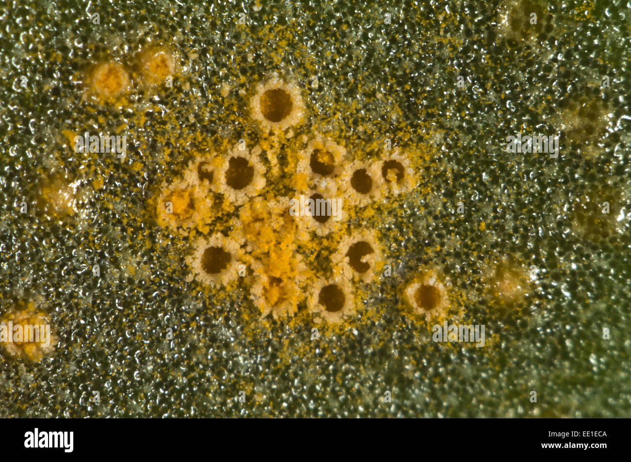 Photomicrograph of the aecia of groundsel rust, Puccinia lagenophorae, on the leaf surface of the weed groundsel, Senecio vulgaris, Stock Photo