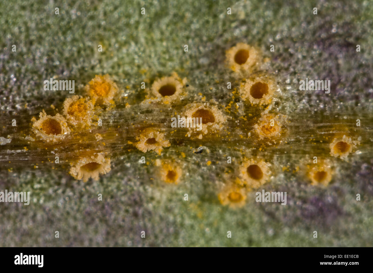 Photomicrograph of the aecia of groundsel rust, Puccinia lagenophorae, on the leaf surface of the weed groundsel, Senecio vulgaris, Stock Photo
