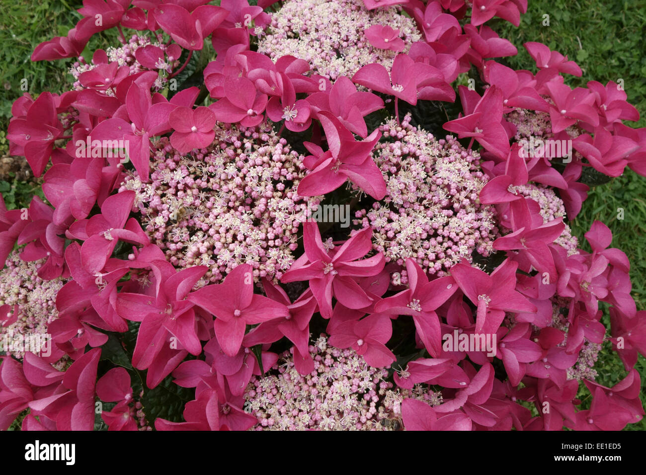 Flowers of Hydrangea macrophylla "Red Lacecap", bigleaf hydrangea small