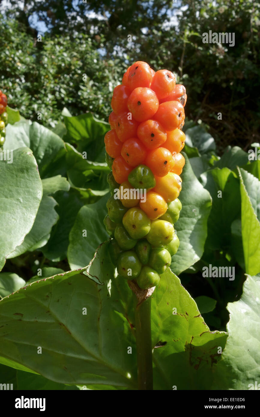 lords-and-ladies-or-arum-lily-arum-maculatum-poisonous-berries-stock