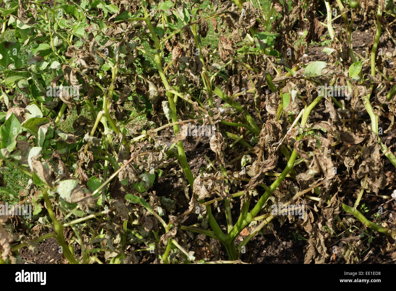 Potato late blight, Phytophthora infestans, damage to potato plants