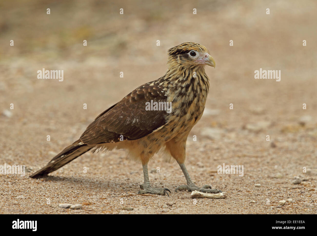 Yellow-headed Caracara (Milvago chimachima cordata) immature, standing beside bone on dirt road, Juan Hombron, Panama, October Stock Photo