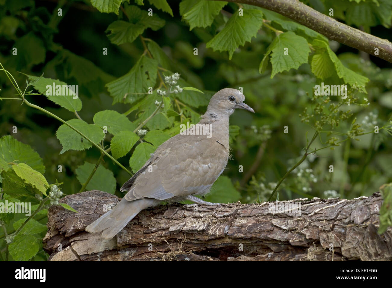 Eurasian Collared Dove (Streptopelia decaocto) juvenile, recently fledged, perched on log, Norfolk, England, June Stock Photo