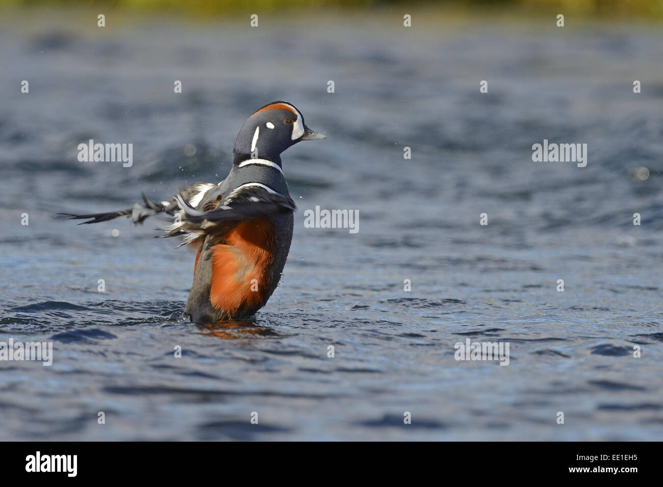 Harlequin Duck (Histrionicus histrionicus) adult male, breeding plumage, flapping wings on river, River Laxa, Iceland, June Stock Photo