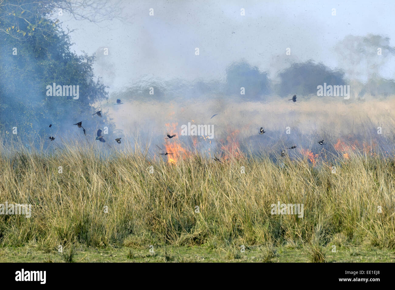 Mixed flock of birds feeding on insects, in flight over burning grassland during controlled burn, Kaziranga N.P., Assam, India, Stock Photo