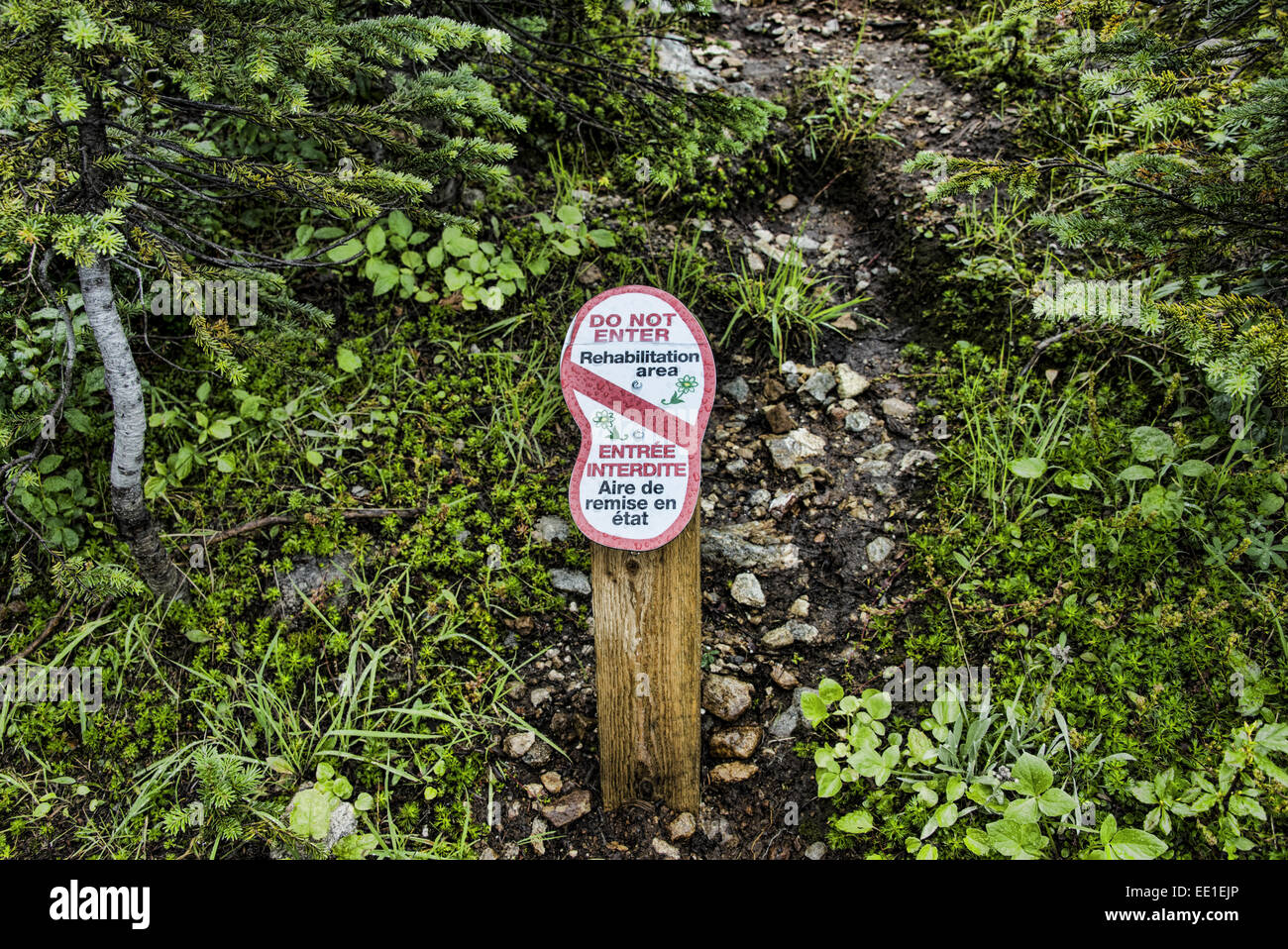 'Do Not Enter, Rehabilitation area' bilingual sign in coniferous forest, Mount Revelstoke N.P., Selkirk Mountains, British Columbia, Canada, September Stock Photo