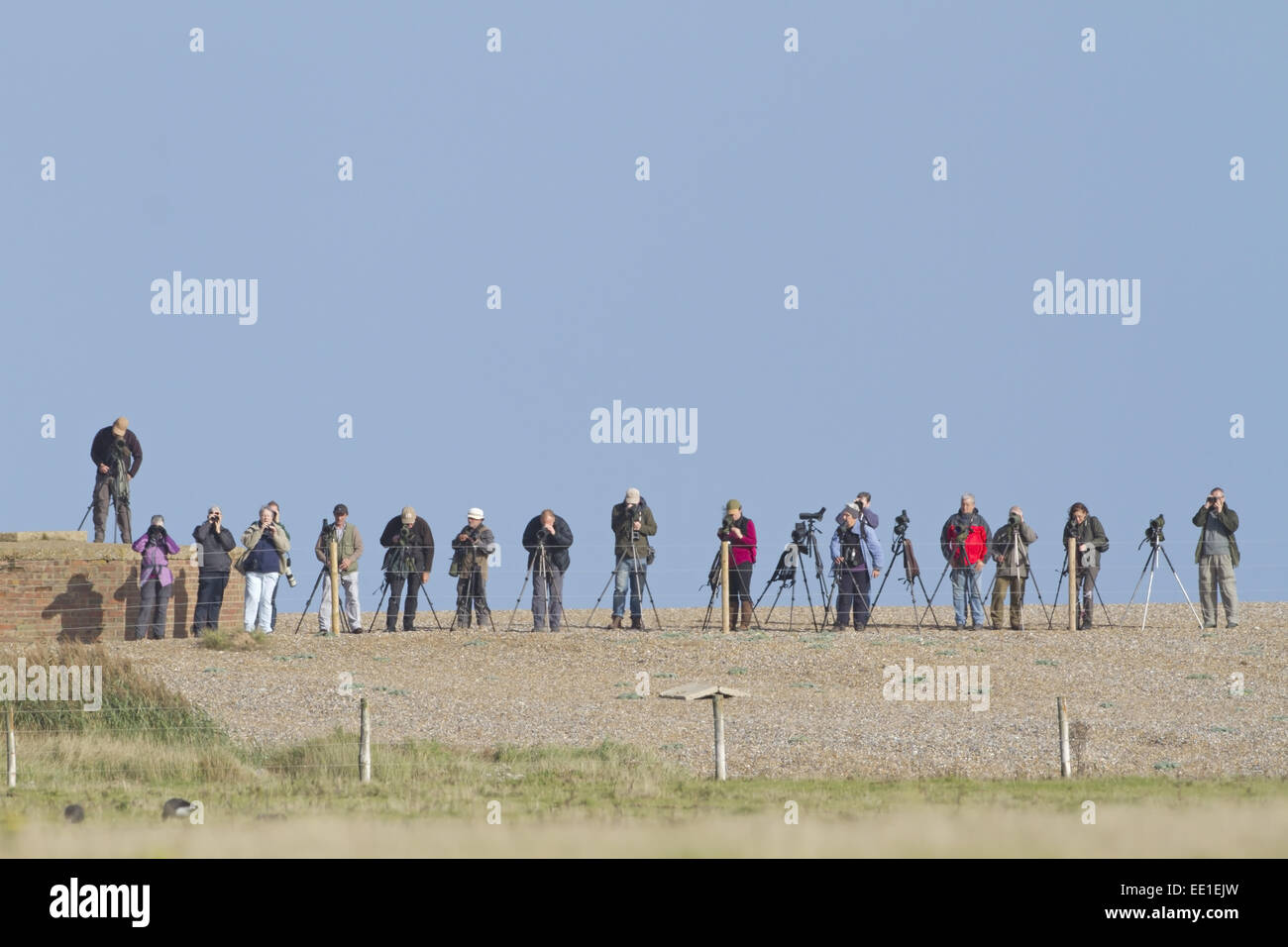 Birdwatching, 'twitchers' with binoculars and telescopes, standing on
